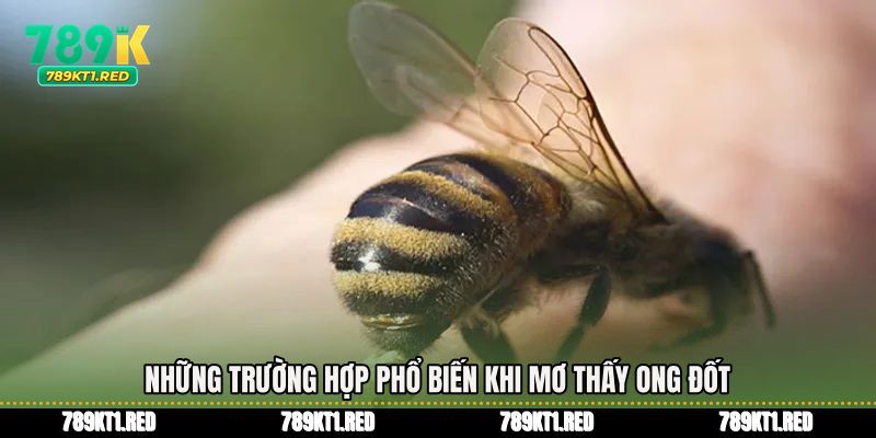 Những trường hợp phổ biến khi mơ thấy ong đốt